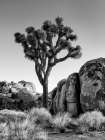 California-Joshua Tree National Park-Joshua tree lit by early morning sun Art Print